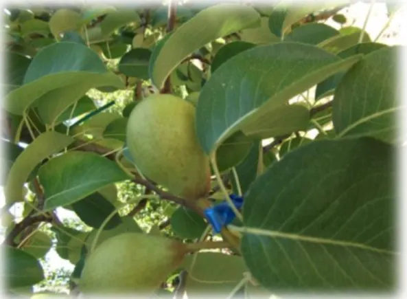 Figura 10. Marcação da fruta nas árvores do estudo 