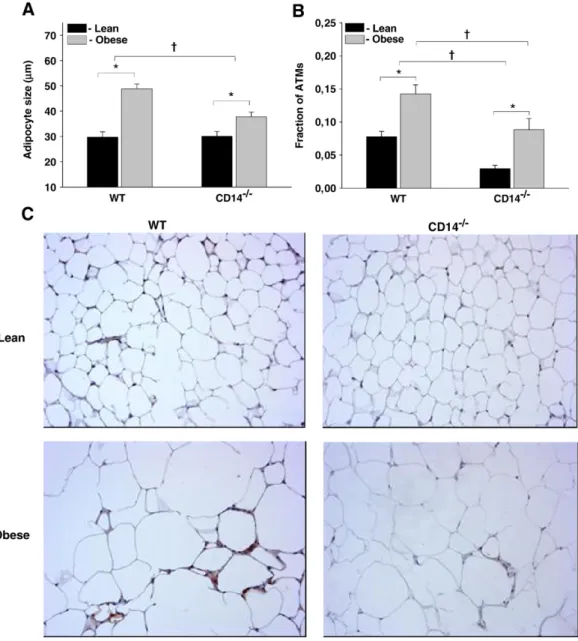 Fig. 2. Macrophage inﬁltration into fat tissue and adipocyte size in obese WT and CD14 −/− mice
