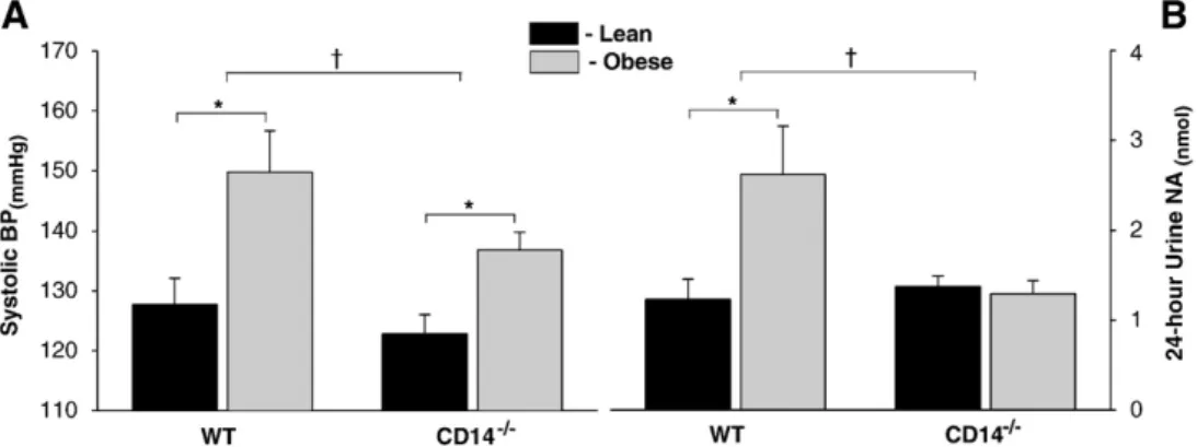 Fig. 5. Hepatic steatosis and Kupffer cell content in obese WT and CD14 −/− mice. (A) Obesity was accompanied by increased triglyceride liver content in WT and CD14 −/− groups.