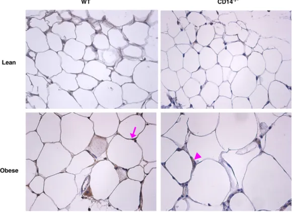 Fig. 7. Immunohistochemical analysis of TLR4 in subcutaneous fat tissues. TLR4 immunostaining in subcutaneous fat tissues revealed receptor expression in adipose tissue macrophages and adipocytes, being less pronounced in the latter (×400)