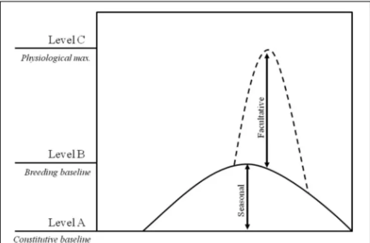 FIGURE 1 | Representation of the androgen changes proposed by the challenge hypothesis: (A) constitutive androgen levels; (B) breeding baseline levels needed for successful reproduction; and (C) maximum physiological levels.
