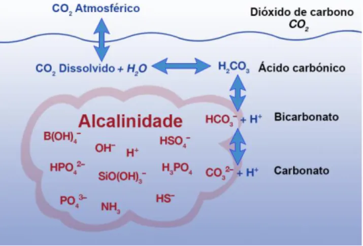Figura 1.5. Reações químicas provocadas pelo aumento de [CO 2 ] atm
