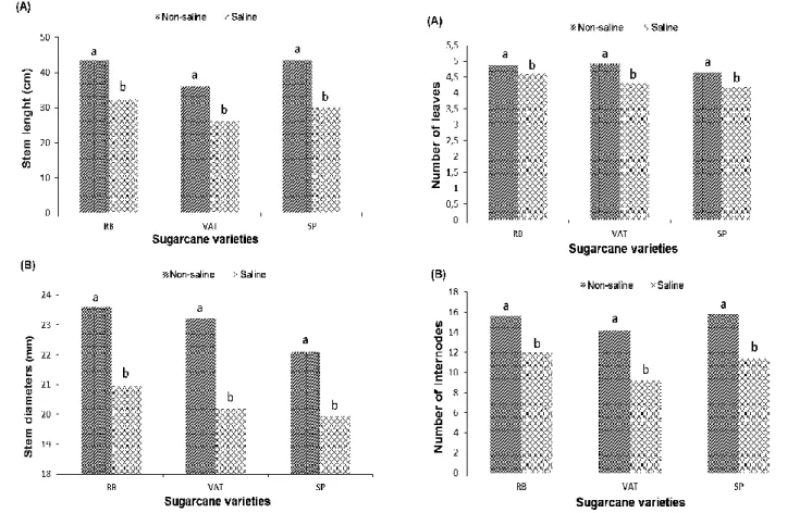 Figure  2:  Number  of  leaves  (A)  and  number  of  internodes  (B)  of  sugarcane  varieties—VAT-90212,  RB-92579,  and  SP-791011—grown  in  different  soil  types  (saline  and  non-saline)