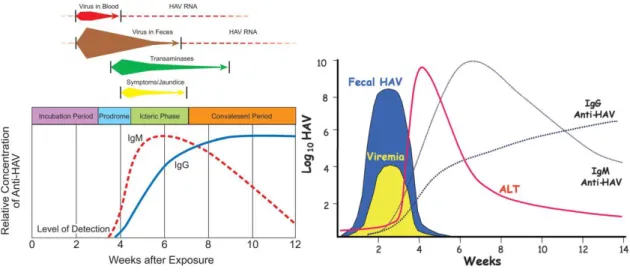 Figura 2: Evolução clínica e laboratorial da Hepatite A  (19, 25)