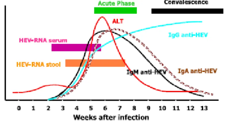 Figura 3: Evolução da Hepatite E aguda  (23)