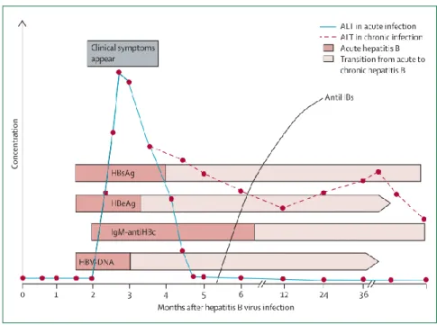 Fig. 1 - Alterações laboratoriais e clínicas típicas da infeção pelo VHB ao longo do tempo  Fonte: Liaw &amp; chu, 2009