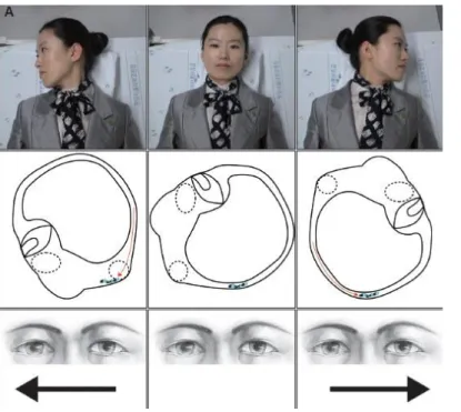 Figura 6: Supine Roll Test 