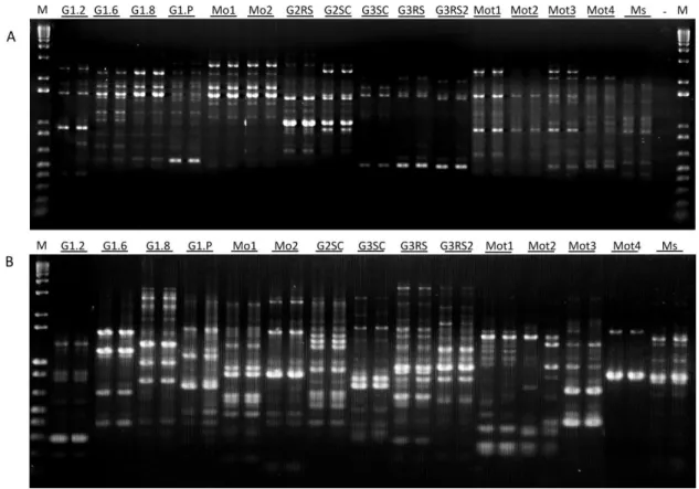 Figura 1. Polimorfismo de fragmentos de DNA gerados de populações de  Meloidogyne spp