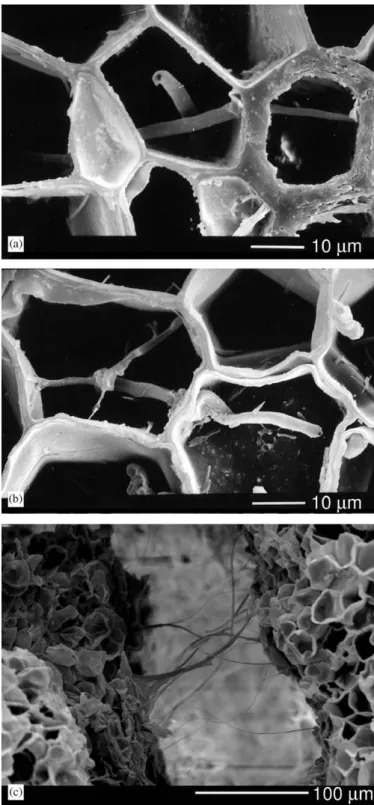 Fig. 1. SEM of non-irradiated 8-cm 3 cork cubes incubated for three months at 25 1 C and 95% R.H.: (a) exterior cork tangential section showing fungal colonization inside hollow cork cells; (b) interior tangential section showing hyphal perforation of cell