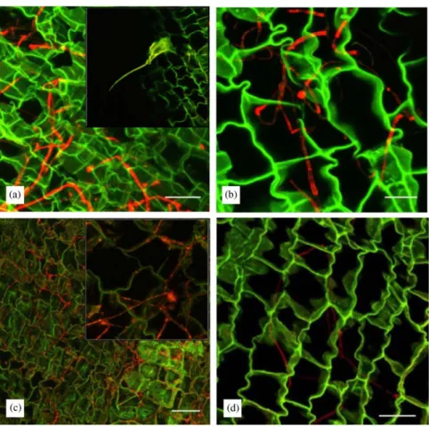 Fig. 3. Fungal colonization of inoculated thick (200-mm) sections of cork (seen in thin transverse sections, with hyphae red, cork cell walls green): (a) C.