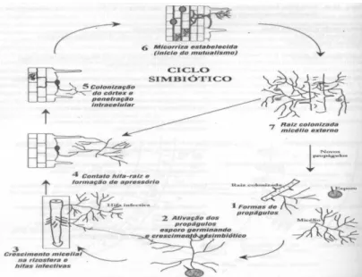 Figura  1.  Ciclo  de  colonização  dos  fungos  micorrízicos  arbusculares  (Moreira  &amp; 
