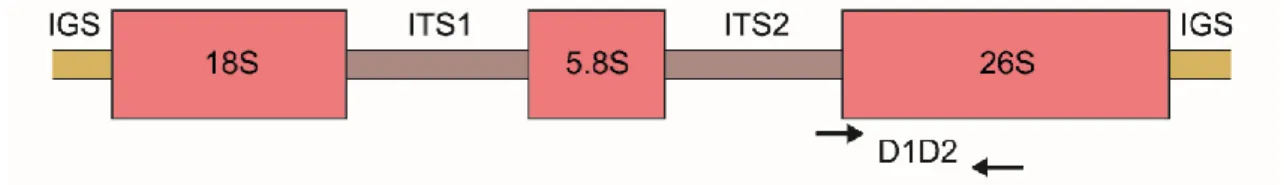 Figura 6. Esquematização da estrutura e da organização dos genes e dos espaços  internos e intergênicos do RNA ribossomal de leveduras