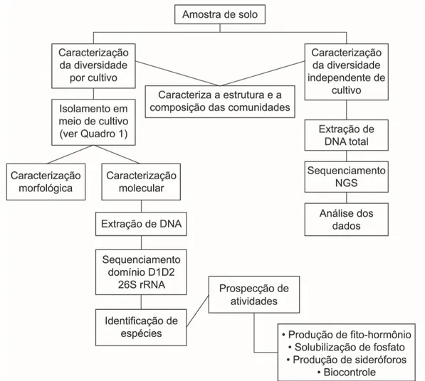 Figura  7.  Fluxograma  de  trabalho  para  a  caracterização  das  comunidades  de  leveduras, utilizado no Laboratório de Micologia da Universidade de Brasília