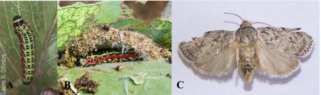 Figura   1.13   –  Chlamydastis   platyspora  (Elachistidae),   espécie   monófaga   em  R