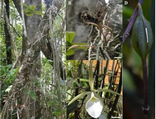 Figura 4. Brassavola rhomboglossa Pabst. A. Planta no habitat; B. Inflorescência; C. Flor; D