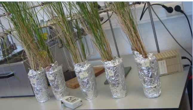 Fig. 8 - Amostra controlo, P3, P5 e P6 de Spartina maritima. 