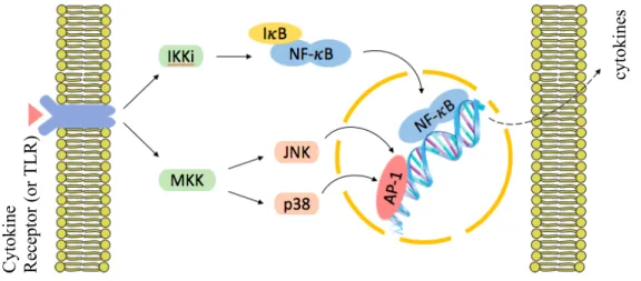 Figure I.2. Very simplified representation of the MAPK (JNK and p38 only) and NF-