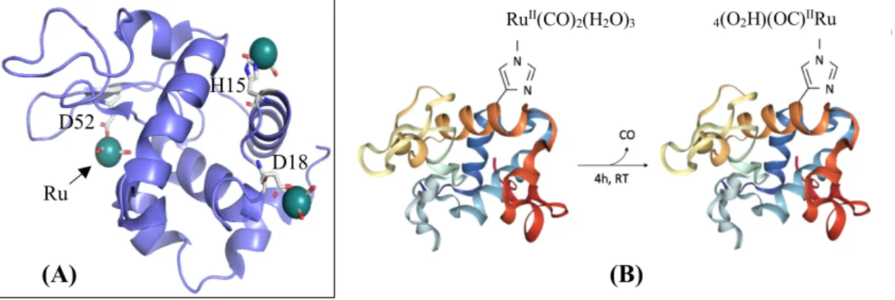 Figure I.5. Molecular models of protein-CORM interactions. (A) HEWL (in blue) residues (His 15 , Asp 18  and  Asp 52 , coloured by element) bound to three moieties of CORM-3 (coloured by element), prepared using  PyMOL software, (PDB IDs: 6XJW, Santos-Silv