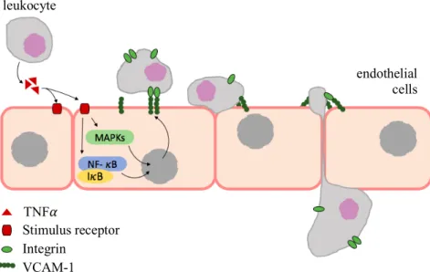 Figure  I.6.  VCAM-1-mediated  leukocyte  adhesion  and  migration  across  endothelial cells, adapted from Kong et al