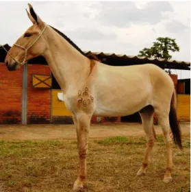 Figura 3. Animal da raça Pêga (Foto: Arthur Mariante) 