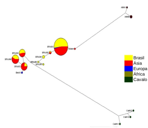 Figura  2. Network    formada  pelo  método  de  median-joining    demonstrando  as  linhagens  de  mtDNA  observadas  para  as  raças  asininas  em  estudo