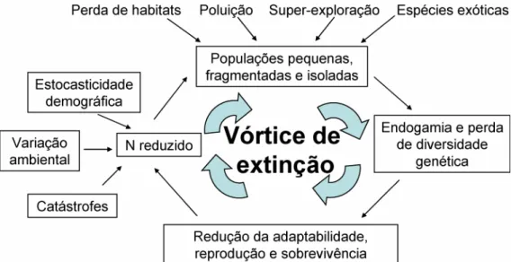 Figura 2. Esquema mostrando o vórtice de extinção. Ele descreve as  interações possíveis entre os impactos humanos, endogamia, perda de  diversidade genética e instabilidade demográfica em um espiral que segue  em direção à extinção (Frankham et al