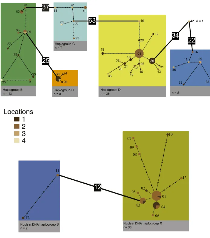 Figure 2.2 - (A) MtDNA COI statistical parsimony haplotype network for Vale da Couda individuals