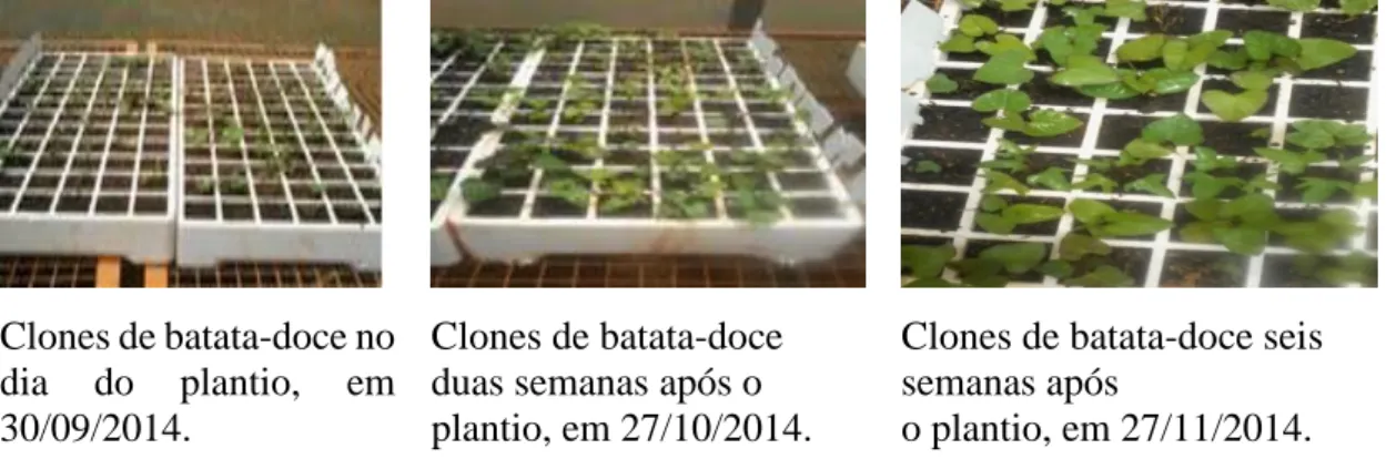 Figura 2. Evolução das mudas dos acessos de batata-doce durante a multiplicação em  casa de vegetação