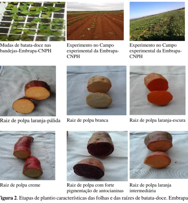 Figura 2. Etapas de plantio características das folhas e das raízes de batata-doce. Embrapa  Hortaliças, Brasília – DF, 2018