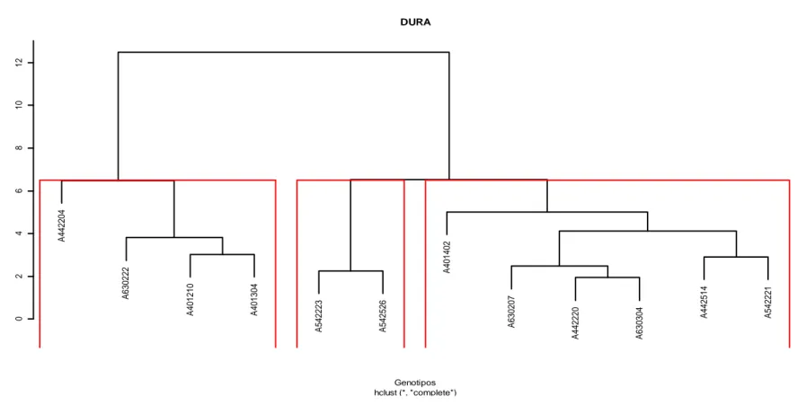 Figura 5. Agrupamento dos acessos de E. guineensis tipo dura usando a distância euclidiana média, calculada a partir das variáveis peso e  diâmetro longitudinal e transversal dos diásporos