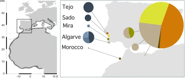 Fig. 1 Map with the sampling locations, haplotypes and haplotype network for Halobatrachus didactylus