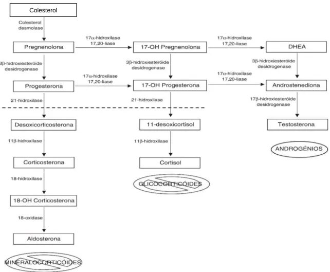 Fig. 1: Esquematização da esteroidogénese. A deficiência da enzima 21‐hidroxilase provoca um défice de  mineralocorticóides e de glicocorticóides e um excesso de androgénios (adaptada de Azevedo 2015)