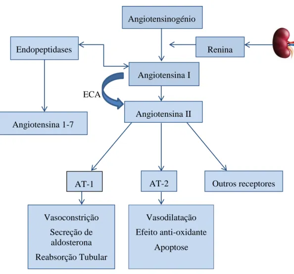 Figura 4.1 Sistema Renina-angiotensina-aldosterona –adaptado (15) 