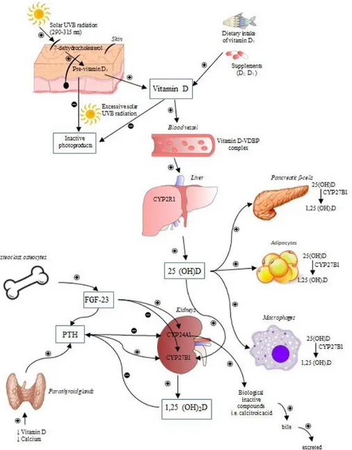 Figura 1. Mecanismos responsáveis pela síntese e metabolização da vitamina D. Retirado de (Szymczak-Pajor &amp; Śliwińska, 2019)