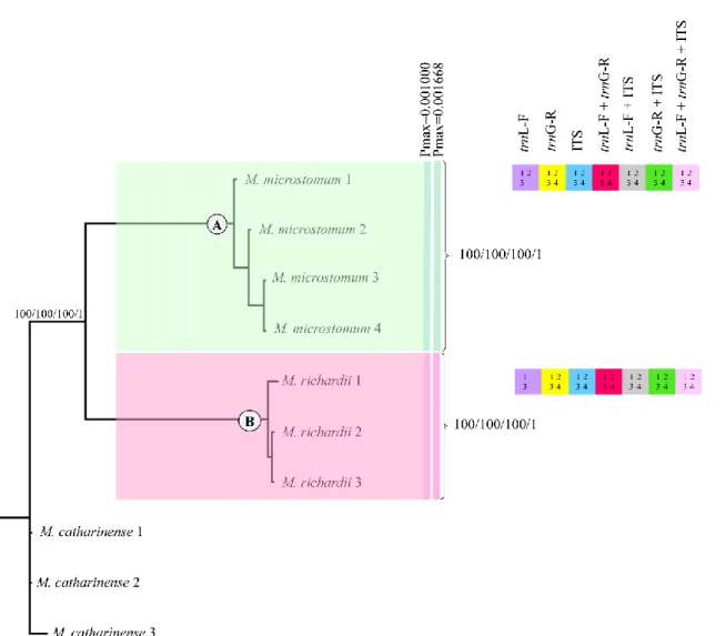Fig. 3 Phylogram obtained from Bayesian inference (BI) based on combined trnL-F + trnG- trnG-R + ITS sequences of 10 specimens of Macromitrium (Group 1), including indels coded by  simple  indel  coding