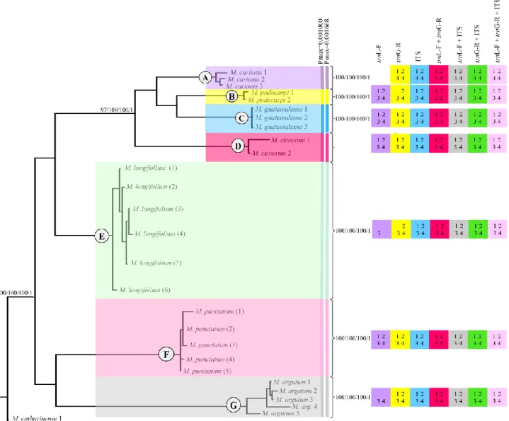 Fig. 4 Phylogram obtained from Bayesian inference (BI) based on combined trnL-F + trnG- trnG-R +  ITS sequences of 28 specimens  Macromitrium  (Group 2), including indels coded by  simple  indel  coding