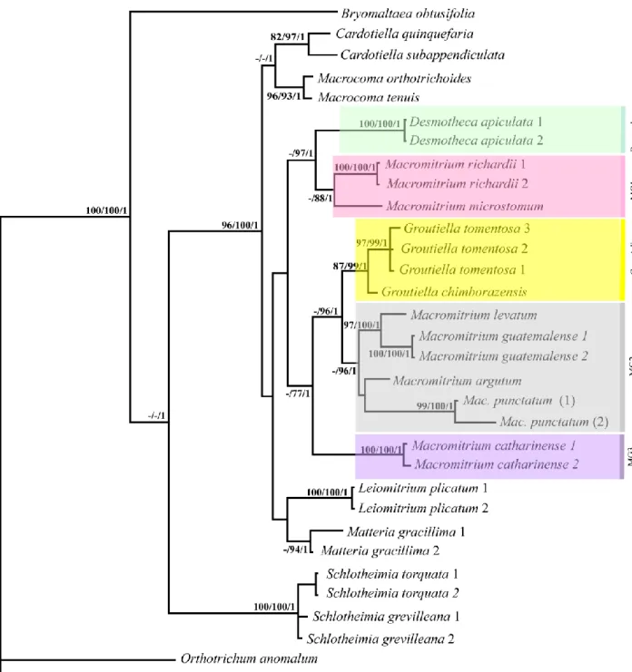 Fig. 1 Phylogram obtained from Bayesian inference (BI) based on combined trnL-F + rps4  +  nad5  +  26S  sequences  of  32  specimens  of  Orthotrichaceae,  including  indels  coded  by  simple  indel  coding