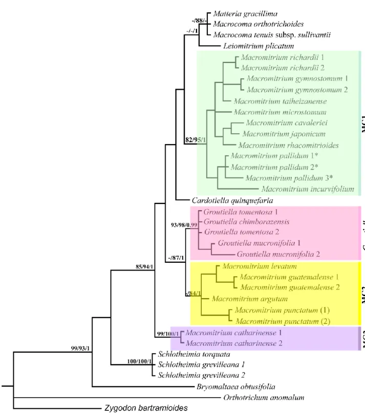 Fig. 2 Phylogram obtained from Bayesian inference (BI) based on trnL-F marker sequences  of 38 specimens of Orthotrichaceae, including indels coded by simple indel coding