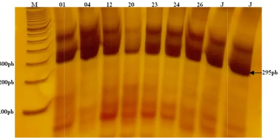 Figura  5-  Resultado  da  PCR  convencional  com  os  primers  para  verificação dos amplicons foi feita utilizando