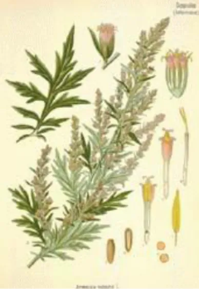 Figura 6 – Artemisia vulgaris