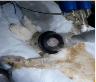 Figura  3.  Drenagem  para  coleta  de  material  purulento  em  região digital (A) e plantar (B) do membro anterior  direito  de  coelho  doméstico  (Oryctolagus  cuniculus) com pododermatite
