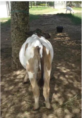 Figura 1. Distensão abdominal bilateral, formato maçã-pera,  em bezerro acometido por DAD
