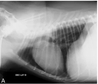 Figura  4.  Segundo  exame  de  radiografia  torácica,  de  monitorização,  em  canino  de  11  anos  de idade