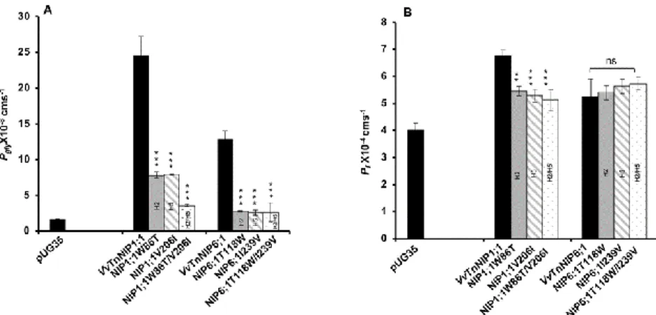 Figure  3.  Effect  of  point  mutation  in  the  ar/R  selectivity  filter  of  grapevine  VvTnNIP1;1  and  VvTnNIP6;1  on  (A)  glycerol  (P gly ),  (B)  water  (P f ),  and  permeability  coefficients