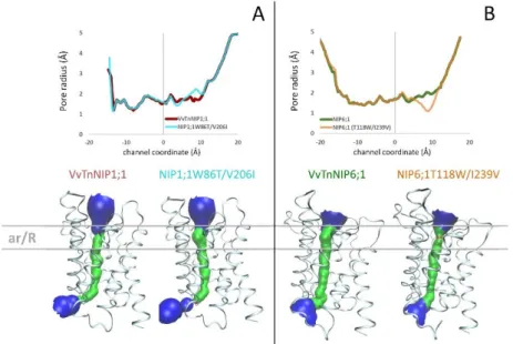 Figure 4. (A) Pore radius profiles of native VvTnNIP1;1 (red line) and of double mutant NIP1;1W86T/V206I  (cyan  line)  are  shown  in  the  upper  panel;  3D  structures  and  pore  surfaces  of  VvTnNIP1;1  and  of  NIP1;1W86T/V206I in the bottom panel