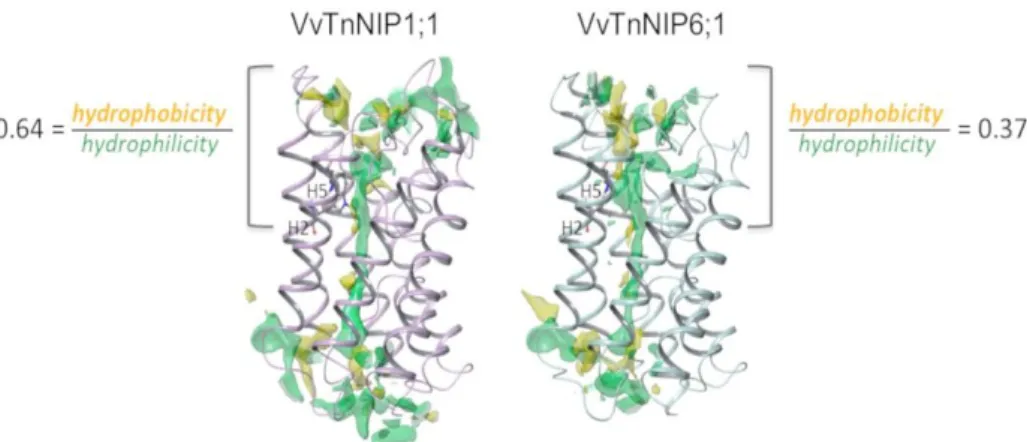 Figure  5.  Hydrophobic  (yellow)  and  hydrophilic  (green)  regions  of  the  channel  in  VvTnNIP1;1  and  VvTnNIP6;1