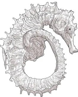 Figura  1: Cavalo-marinho seco  oferecido  por  pescador  (Original). A  espécie  foi  durante  anos  capturada  nas  pradarias  marinhas  da  Arrábida  para  ser  seco  ao sol  e  vendido a  turistas como  amuleto