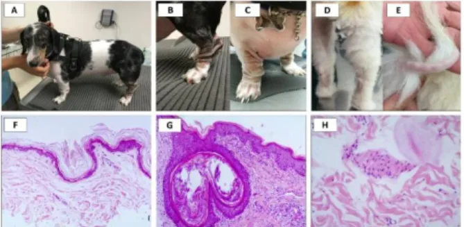 Figure 1. Clinical and histopathological signs observed within  the Control group. A dog with no skin alterations