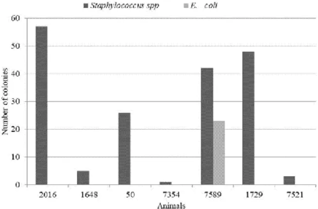 Figure  1.  Number  of  colonies  with  typical  characteristics  of  Staphylococcus and Escherichia
