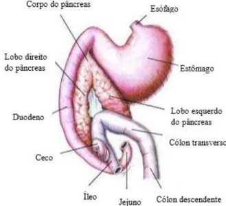Figura  1.  Representação  da  localização  do  pâncreas na cavidade abdominal e a sua relação  topográfica  com  os  órgãos  adjacentes  na  espécie felina (Adaptado de Hill's, 2007)